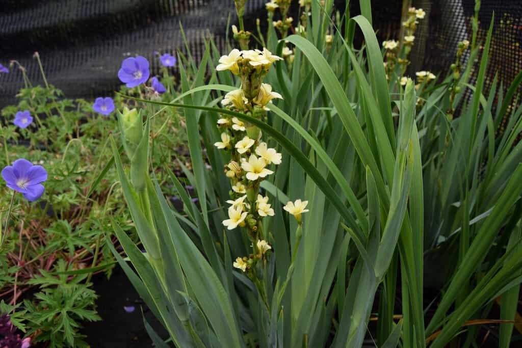 Sisyrinchium striatum ---